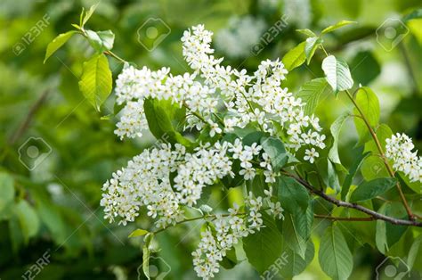 arbuste fleur blanche parfum.